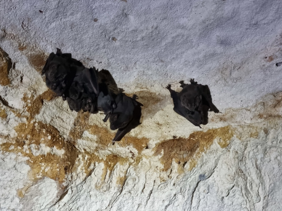 ... und obwohl es unter der Erde weniger kühl war als als an der Oberfläche war die Cueva Ambrosia ein Habitat für tausende Fledermäuse ....jpg