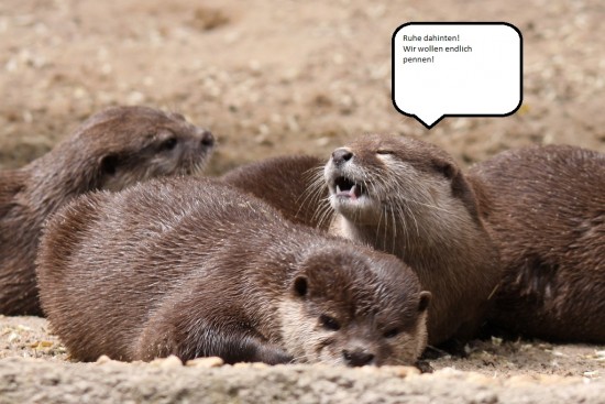 ottertext.jpg