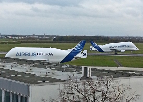 doubleBeluga.jpg