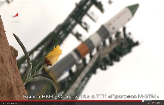 tulpe Tulpe.jpg