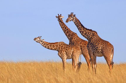giraffen-dna.jpg